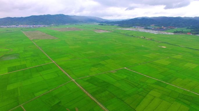 绿油油的云南稻田航拍风景