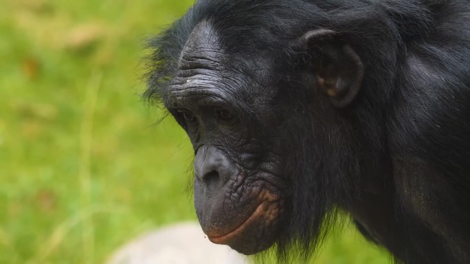 近距离观察一只倭黑猩猩