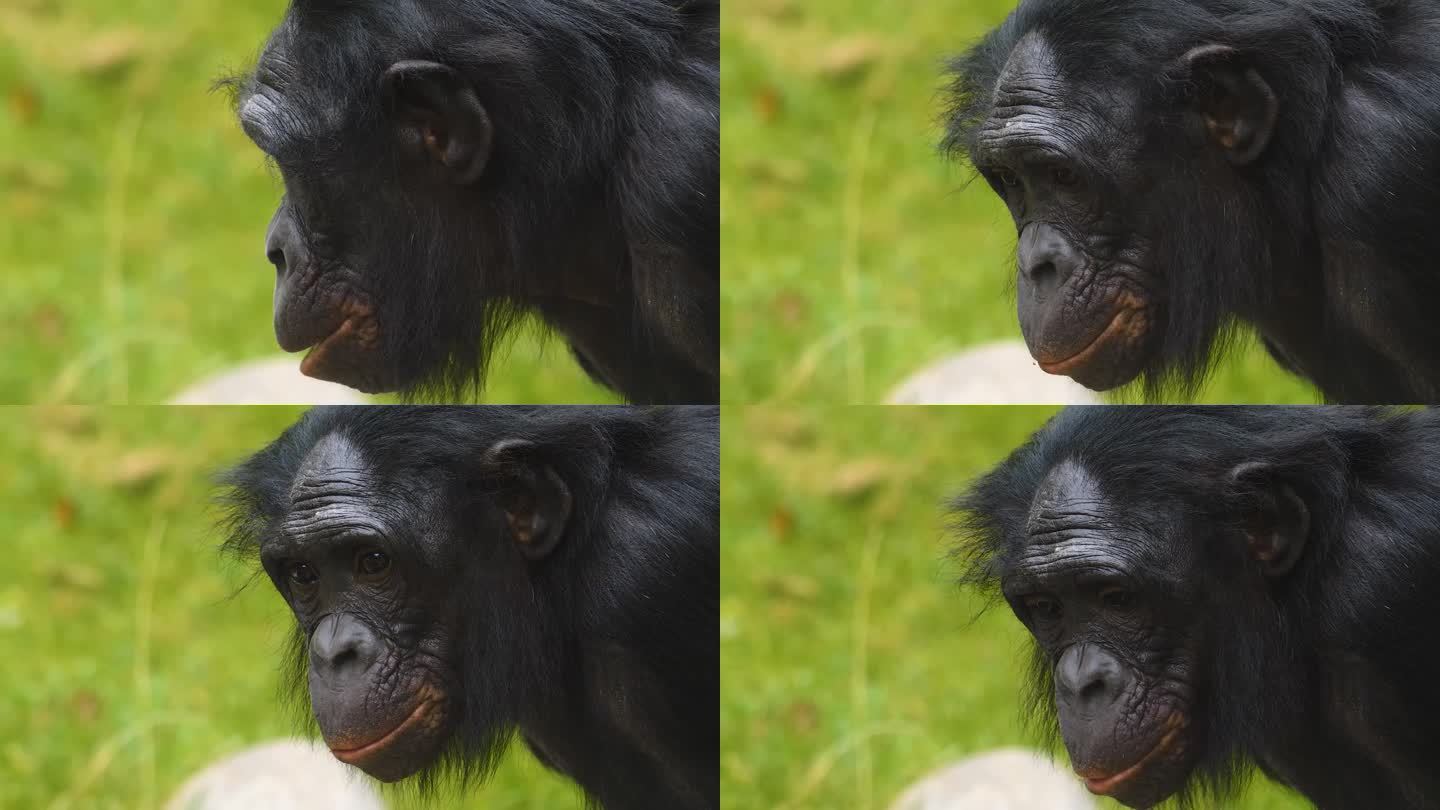 近距离观察一只倭黑猩猩
