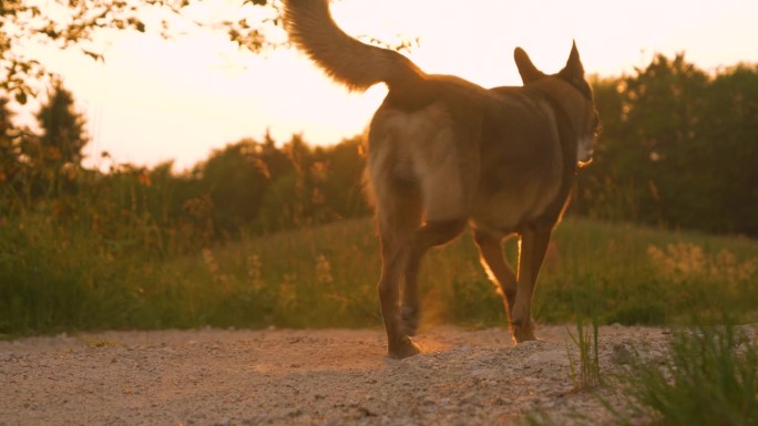 镜头光圈，DOF:在金色的夕阳下，牧羊犬在砾石路上大步前进