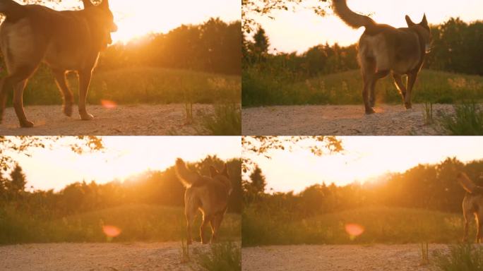 镜头光圈，DOF:在金色的夕阳下，牧羊犬在砾石路上大步前进