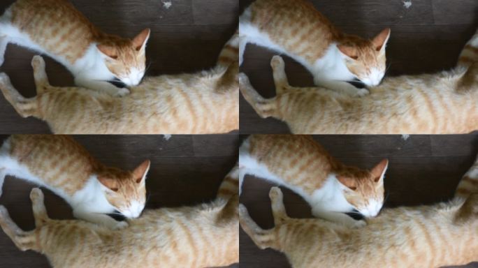 家姜猫妈妈在木地板上给小猫喂奶