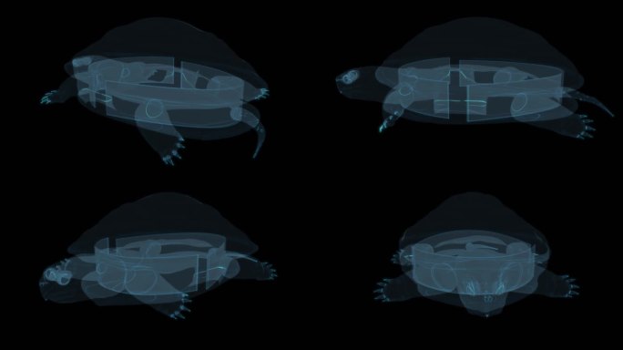 乌龟站着休息 海龟憋甲鱼海洋动物两栖动物