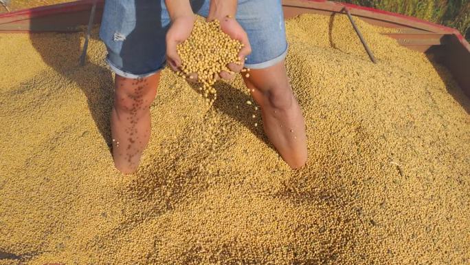 一名年轻农民手中的大豆粒在拖拉机拖车里，慢镜头