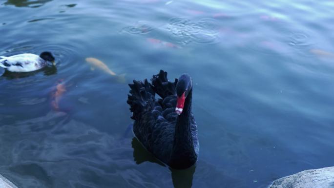 水中戏水的黑天鹅