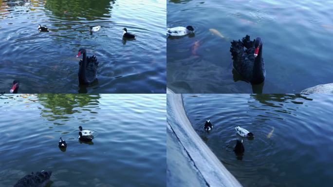 水中戏水的黑天鹅