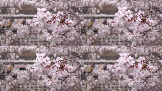 日本东京:看樱花和火车站。