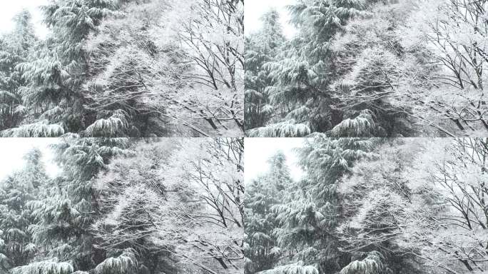 涩谷，东京，日本:代代木公园的冬季雪景。