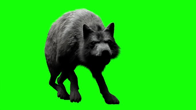 彩色幽灵狼:荧光怪物在黑暗中行走。令人不安的灯光营造出一种恐怖的气氛。包含渠道。视频是循环播放的。