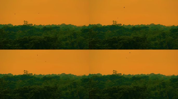在非洲热带雨林的亚马逊丛林中，猛禽在五彩缤纷的日落天空中飞翔。静态的照片