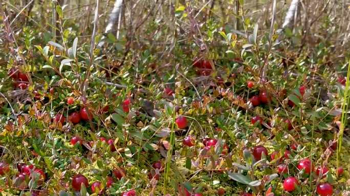 在秋天阳光明媚的时候，沼泽里的蔓越莓的微距镜头