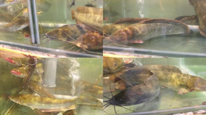 鱼缸里的野生塘鲺和鲶鱼