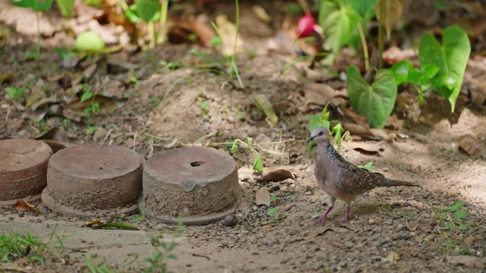 野鸽找到树枝，叼着树枝筑巢。斯里兰卡锡兰木鸽家族为蛋、雏搭建巢。雄鸟飞翔，寻找食物帮助雌鸟筑巢。
