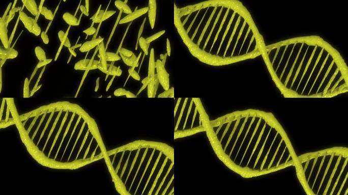 黄色螺旋状的人类DNA结构。DNA链，DNA分子，矢量图