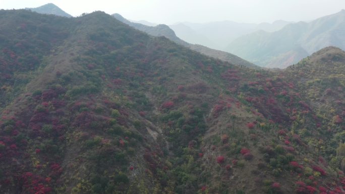 水墨风红叶谷