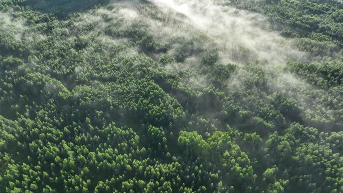 云雾迷漫的绿色梦幻森林