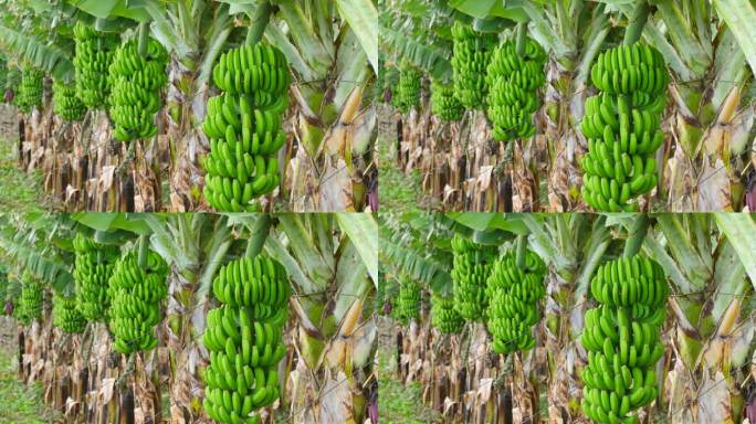 香蕉种植园里长在树上的绿香蕉