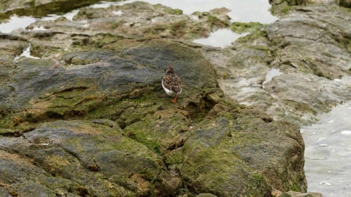 红红的转石鸟在野外生活，沿着海边的岩石涉水寻找食物。Arenaria宰相
