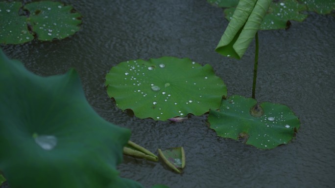 雨中的荷花