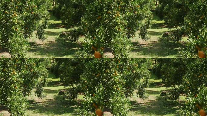 生长在健康繁茂的果园里的柑橘树