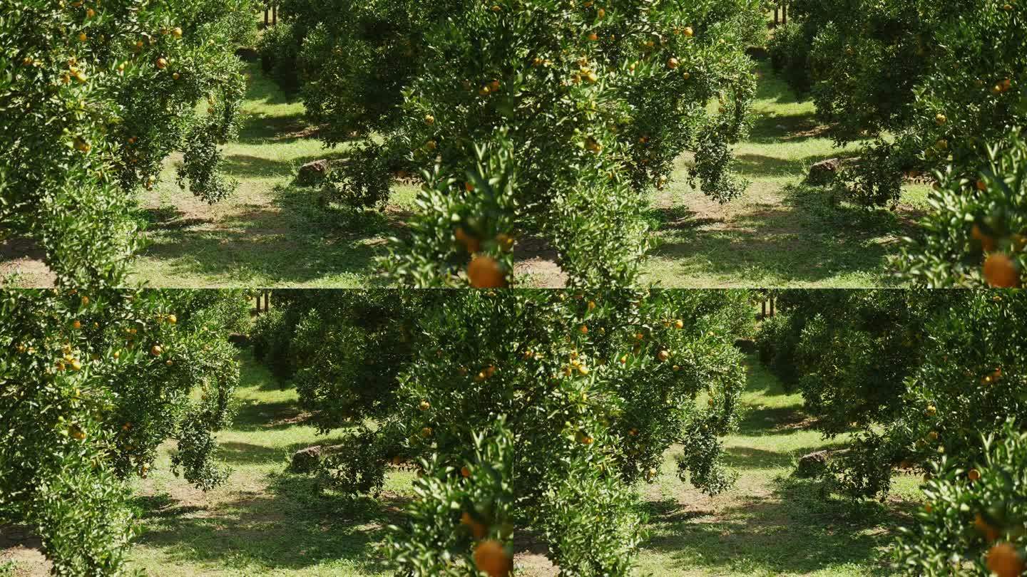 生长在健康繁茂的果园里的柑橘树