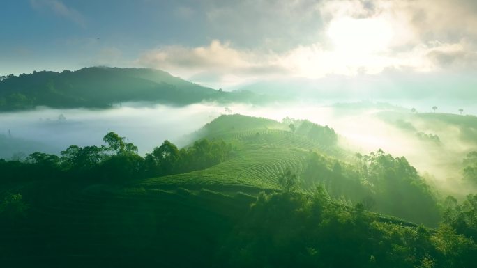 云雾中的茶山