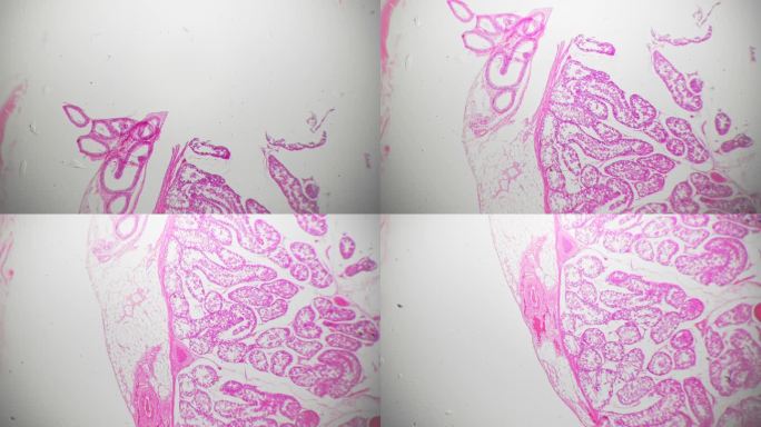 科学载玻片人体睾丸切片，显微镜放大40倍