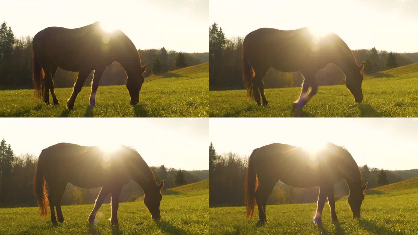 日出时分，美丽的棕色母马在阳光明媚的草地上吃草