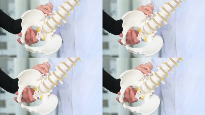 脊椎骨骼的塑料模型特写