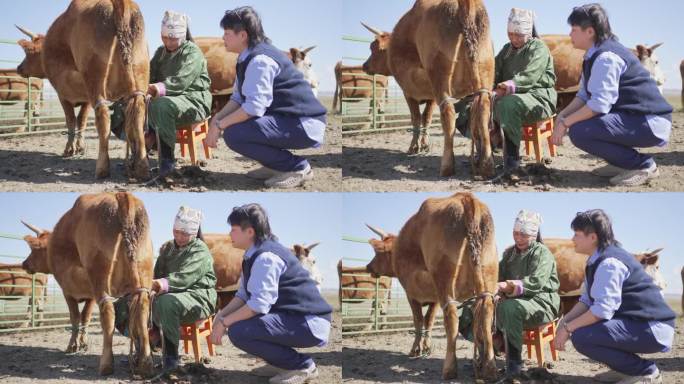 蒙古游牧妇女向中国游客展示如何挤牛奶