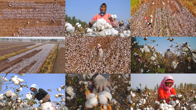 农民采摘棉花
