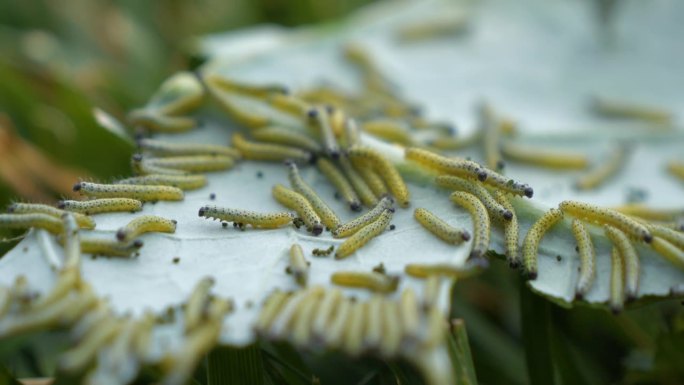 黄色的白菜蛾幼虫正在吃芸苔叶