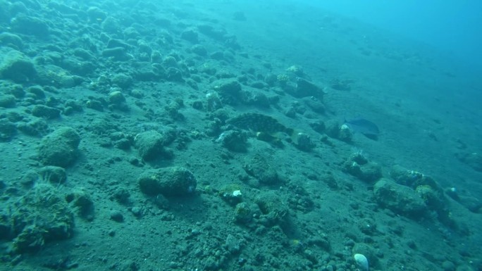 海鲈鱼畅游湛蓝明亮的海洋，海底的岩石