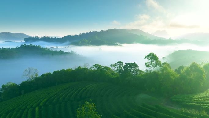 云雾中的茶山