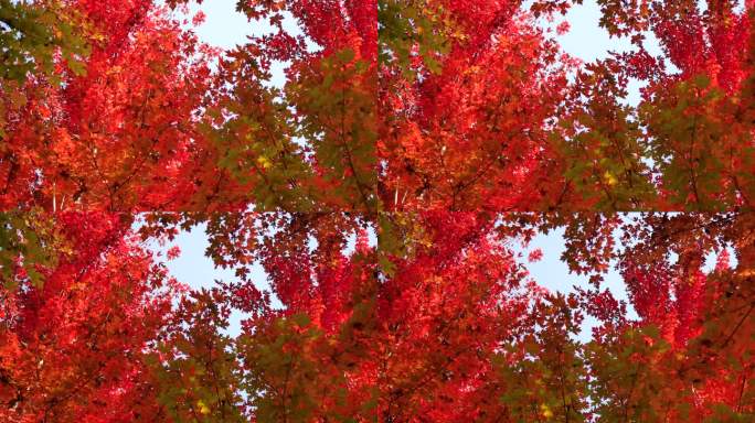 秋天树上变红的树叶