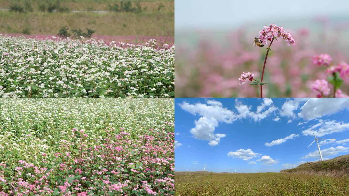 山西平鲁红山荞麦花开