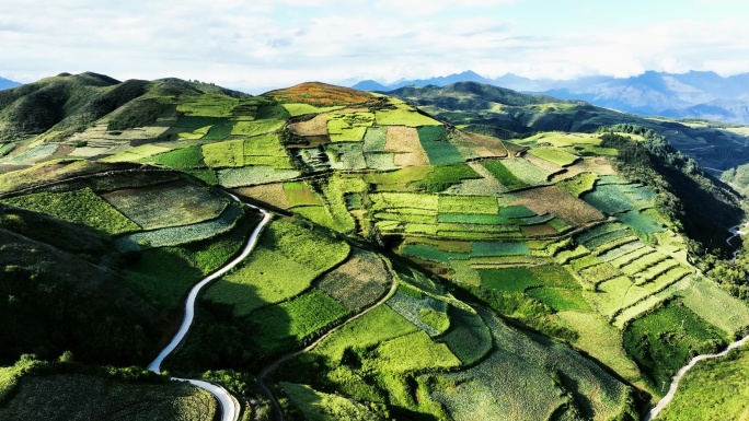 高山中药材种植基地航拍乡村产业振兴