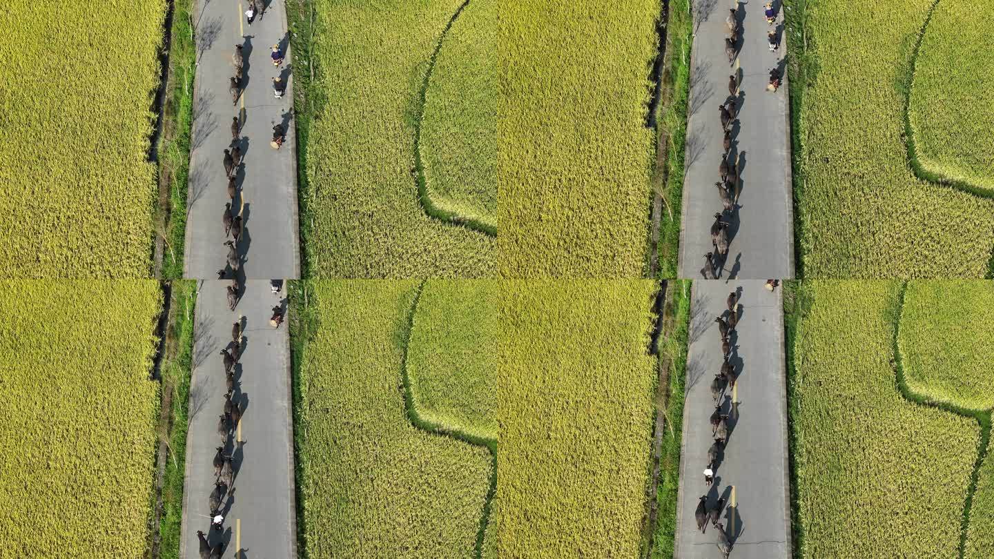 农民赶着水牛穿过稻田回家的航拍画面