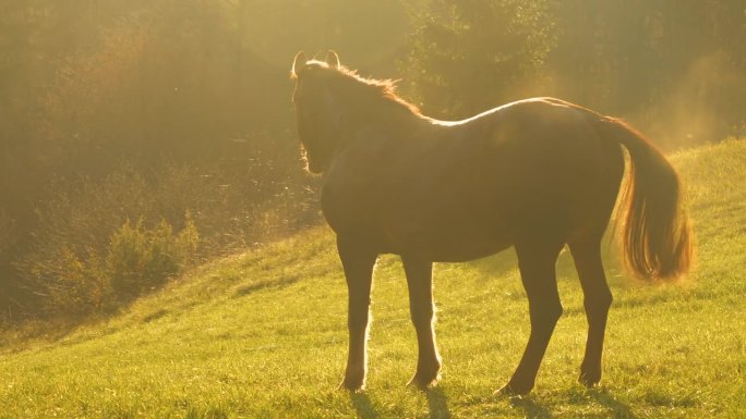 剪影:栗色母马在金色的夕阳下抖掉身上的灰尘