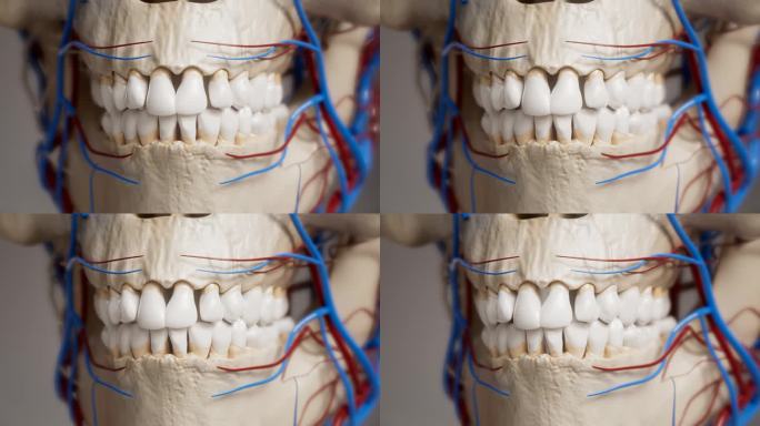 脸，头骨，牙齿和下巴，静脉和血管