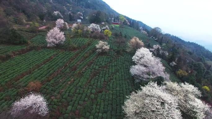 航拍四川春茶园鲜花盛开