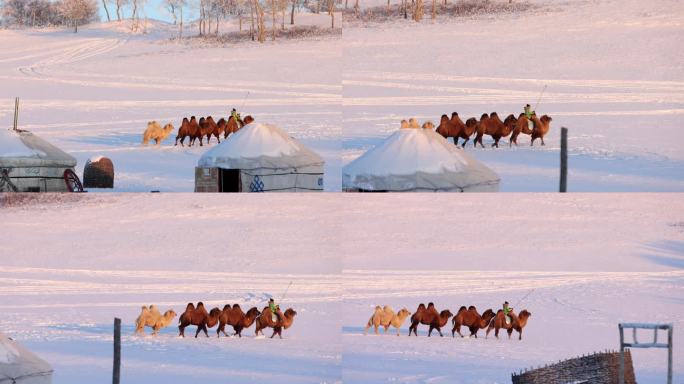 雪地的骆驼
