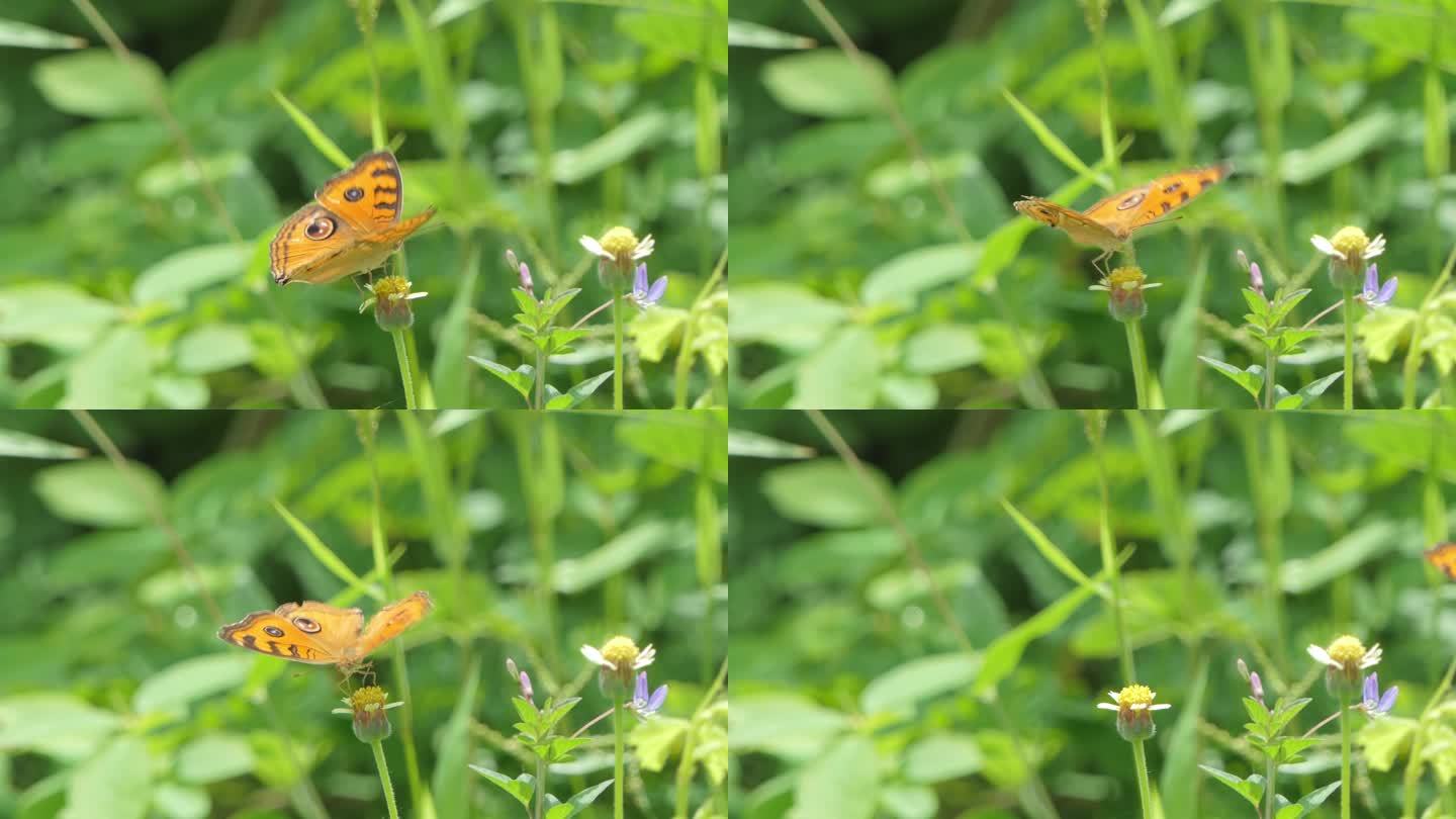孔雀三色蝶吃花蜜花粉。