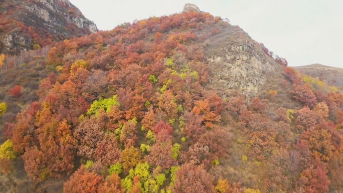 FPV穿越机尖山村秋天秋季红叶秋意落叶