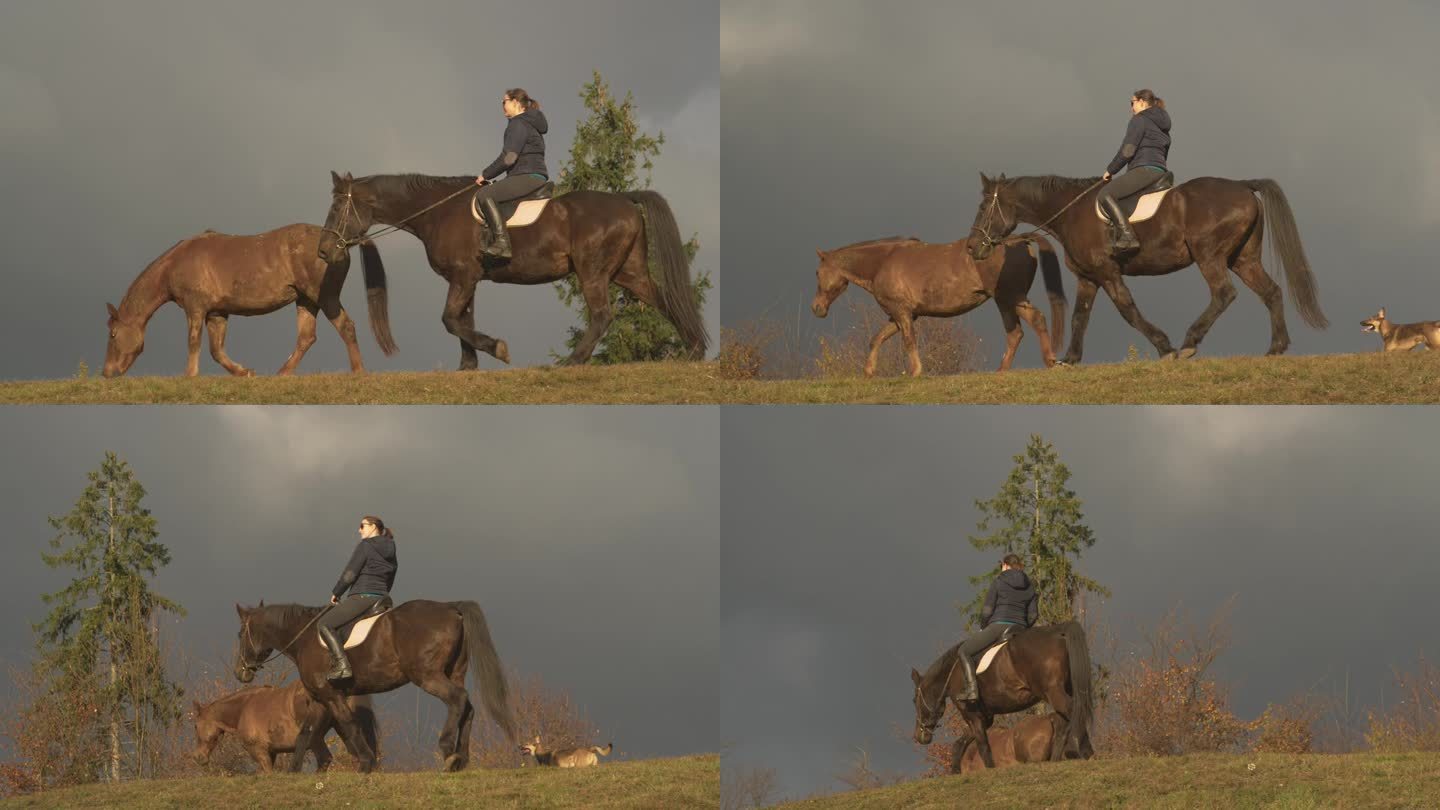 慢镜头:一位女士骑着一匹种马沿着长满草的山脊，母马和狗在旁边