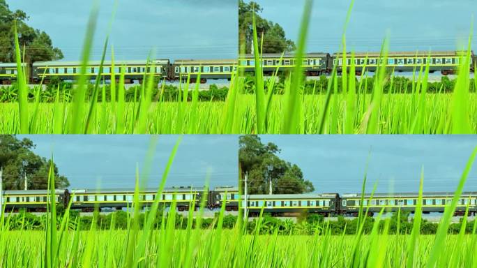 客运列车经过稻田
