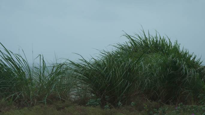 海边风中野草