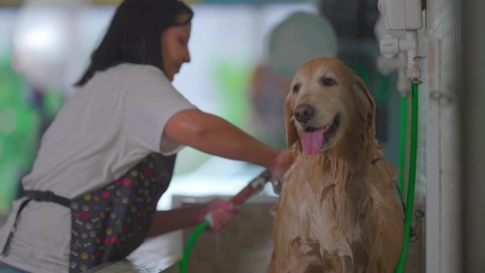 专业狗洗澡:女员工在宠物店给一只大型金毛猎犬洗澡