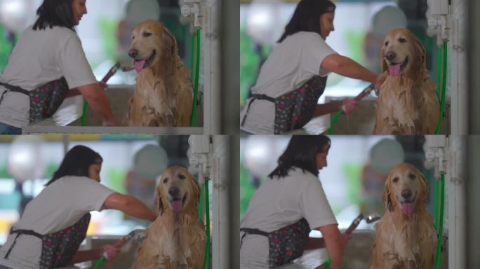 专业狗洗澡:女员工在宠物店给一只大型金毛猎犬洗澡