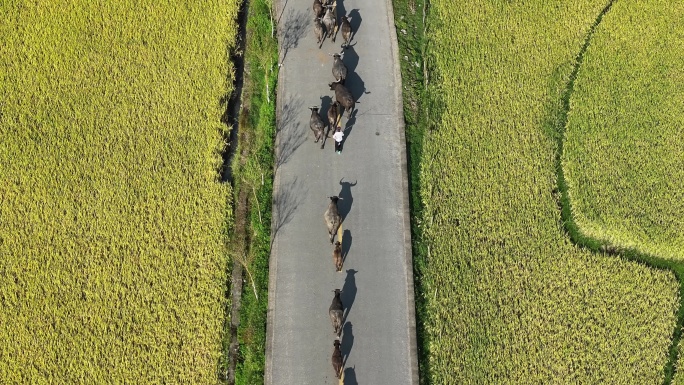 赶着水牛行走在金色稻田中的乡间路上